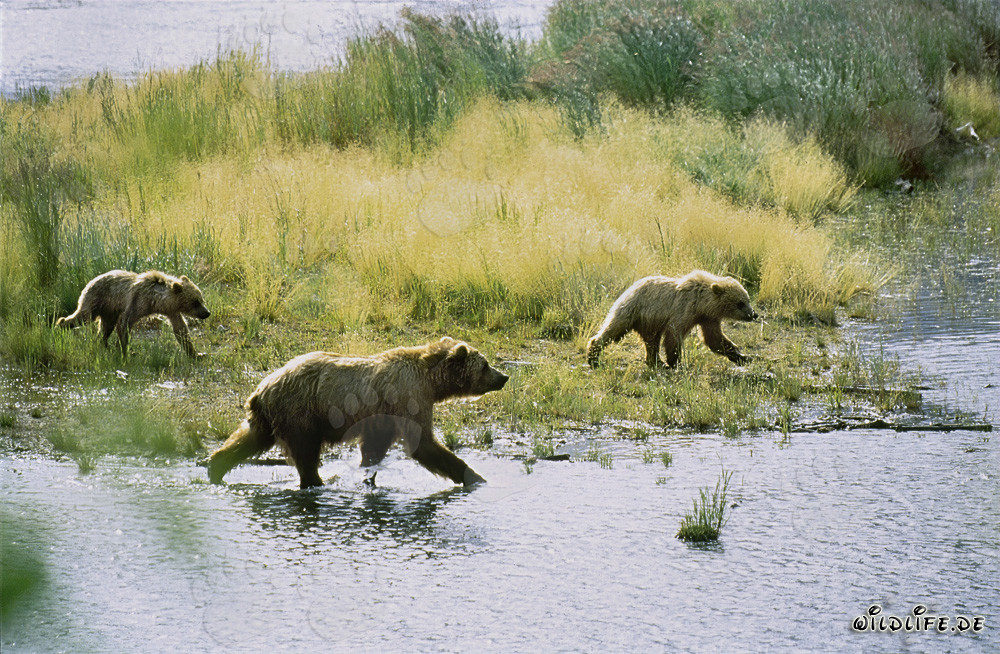 Imposante Braunbären beim Fischfang am Brooks River in Alaska