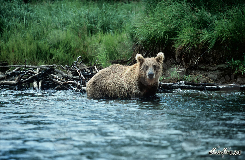 Brown bear starts salmon hunting in the clear river water