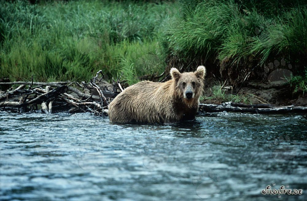 Orso bruno inizia la caccia al salmone nelle acque limpide del fiume