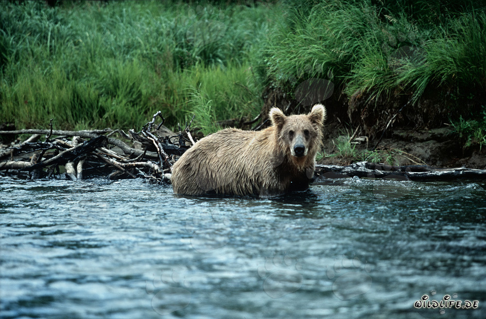 Oso pardo comienza la caza de salmones en aguas claras de río