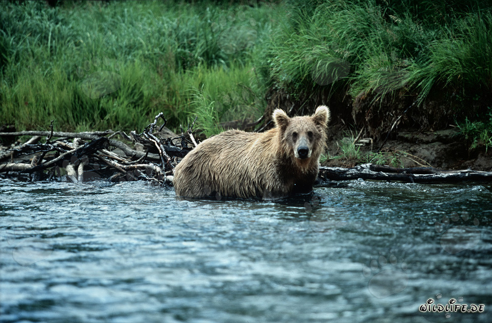 Ours brun commence la chasse au saumon dans l'eau claire de la rivière