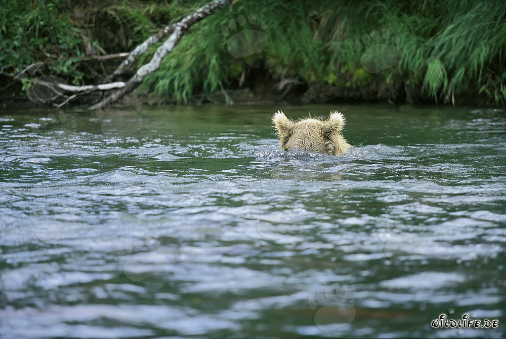 Braunbär auf Unterwasser-Jagd nach Lachsen