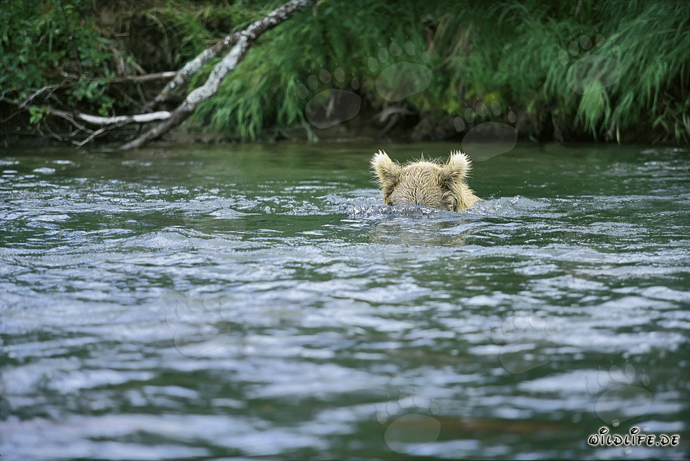 Brown Bear on Underwater Hunt for Salmon
