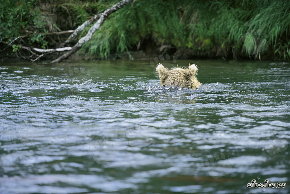 Orso bruno in caccia subacquea di salmoni