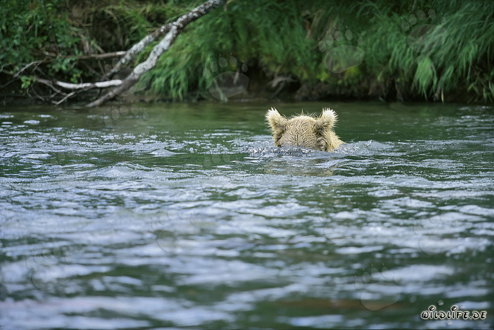 Ours brun en chasse sous-marine de saumons