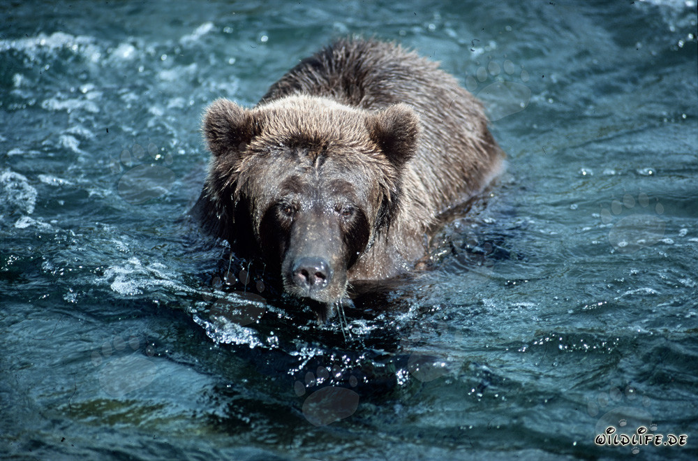 Grimmiger Braunbär im wilden Brooks River, Alaska