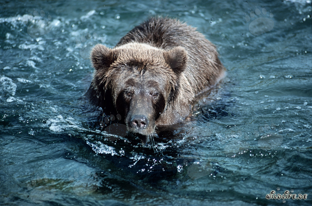 Grim-looking brown bear in the untamed Brooks River, Alaska