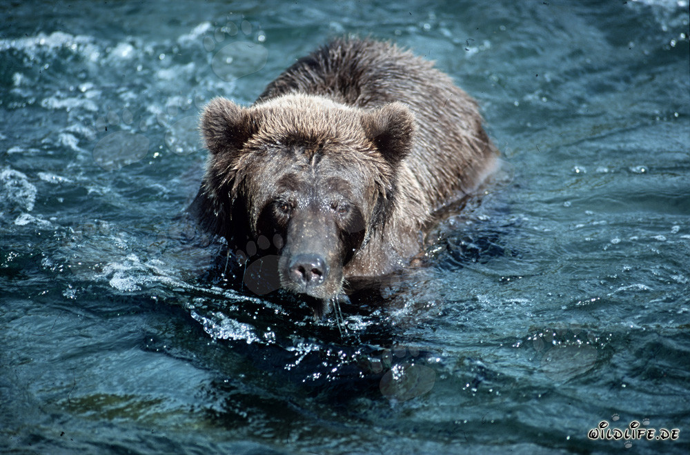 Orso bruno imbronciato nel selvaggio fiume Brooks, Alaska
