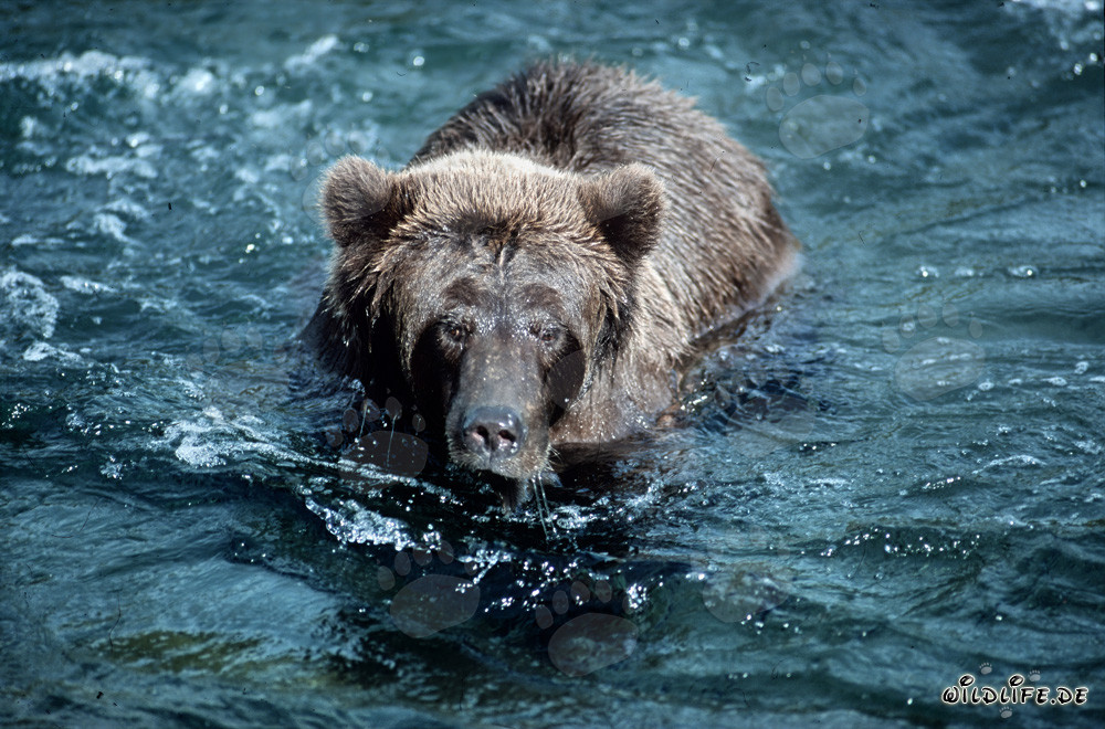 Oso pardo gruñón en el salvaje río Brooks, Alaska