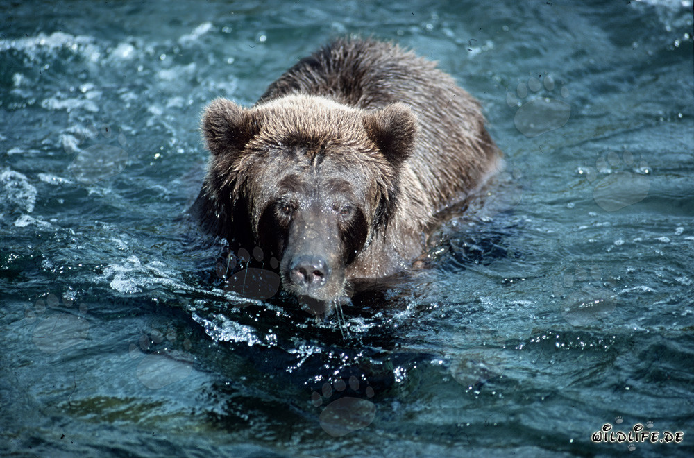 Ours brun grimaçant dans la sauvage rivière Brooks, Alaska