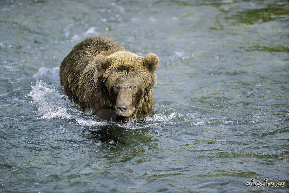 Braunbär beobachtet einen Rotlachs in flachem Wasser