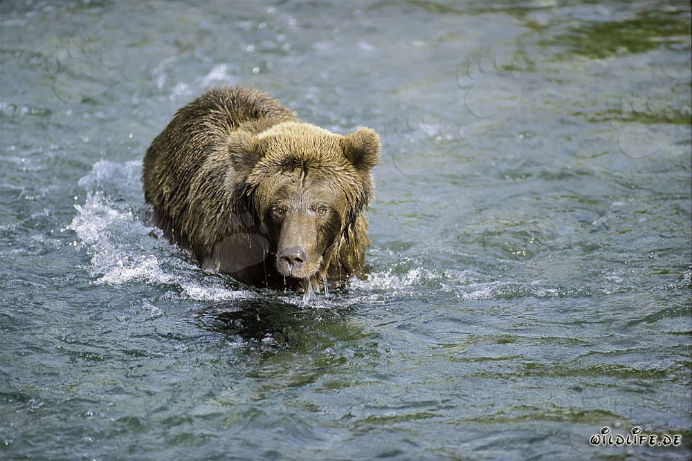 Brown bear observes a sockeye salmon in shallow water