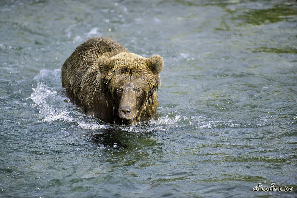 Orso bruno osserva un salmone rosso in acque basse