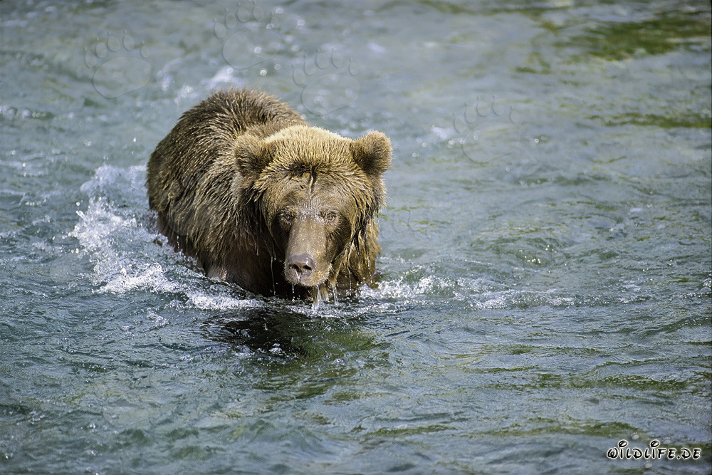 Ours brun observe un saumon rouge dans une eau peu profonde