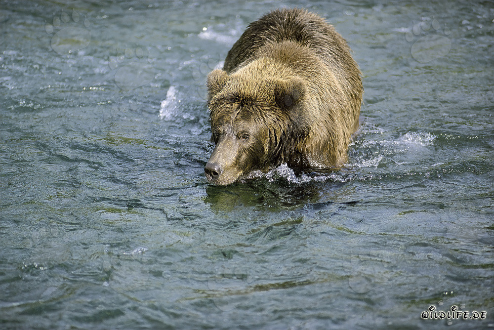 Braunbär auf der Suche nach leckeren Lachsen - Faszinierende Wildnis