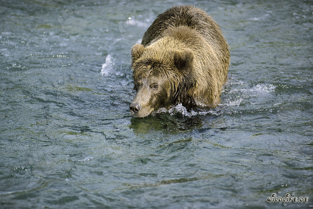 Brown Bear Searching for Delicious Salmon - Fascinating Wilderness