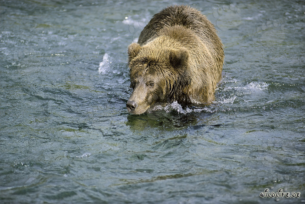 Orso bruno alla ricerca di deliziosi salmoni - Incantevole natura selvaggia