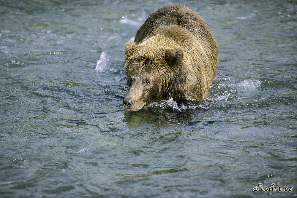 Oso pardo en busca de deliciosos salmones - Naturaleza salvaje fascinante