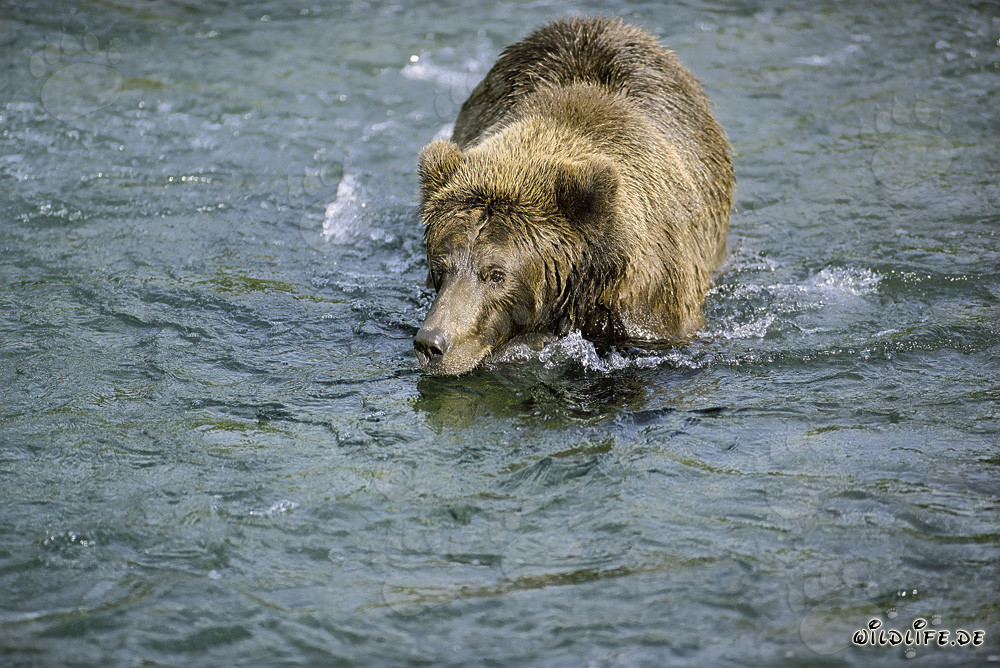 Ours brun à la recherche de délicieux saumons - Nature sauvage fascinante