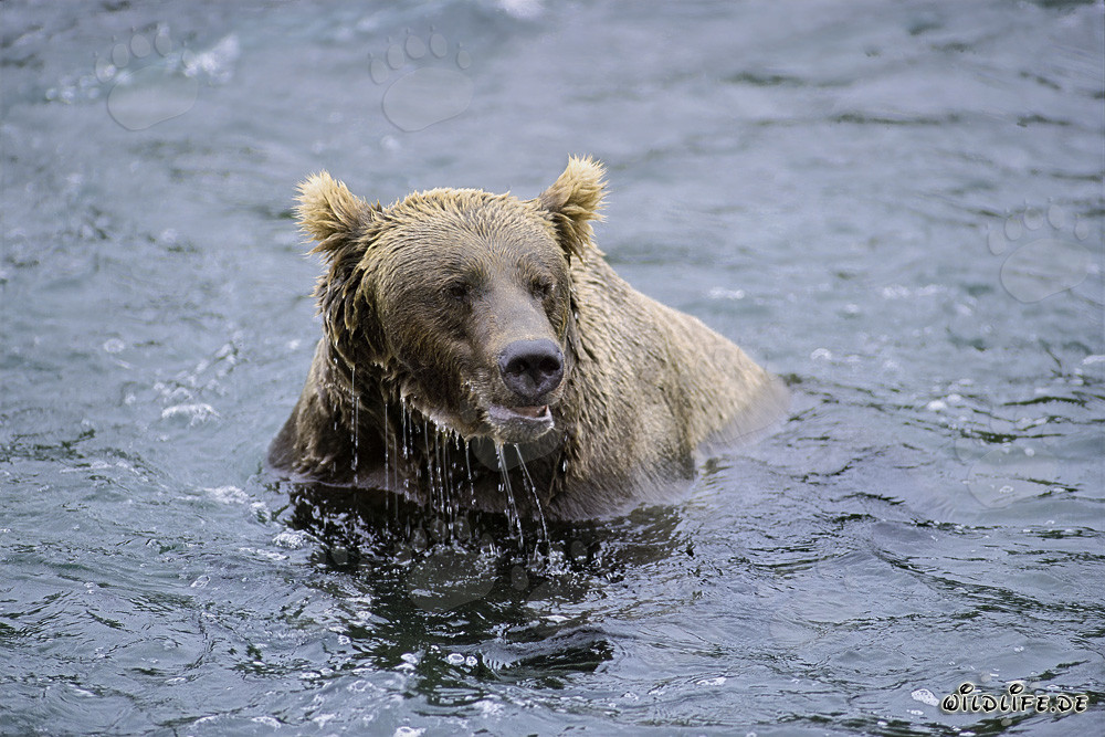 Braunbär am Brooks River ohne Lachs gesichtet