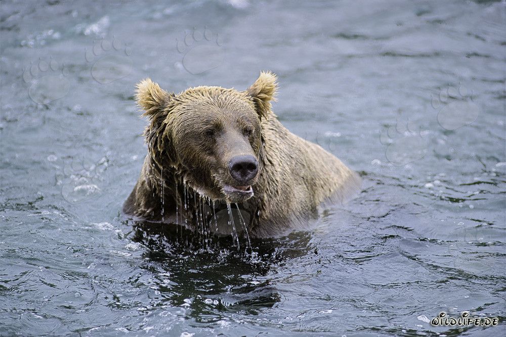 Brown Bear spotted at Brooks River without salmon