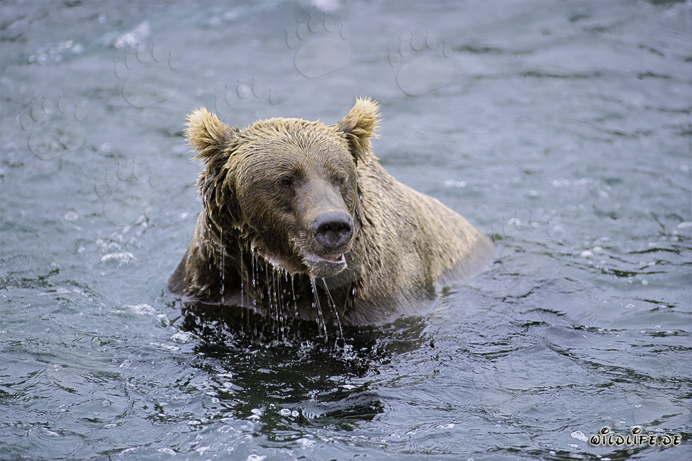 Orso bruno avvistato al Brooks River senza salmoni