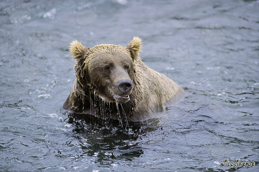 Oso pardo avistado en el río Brooks sin salmones