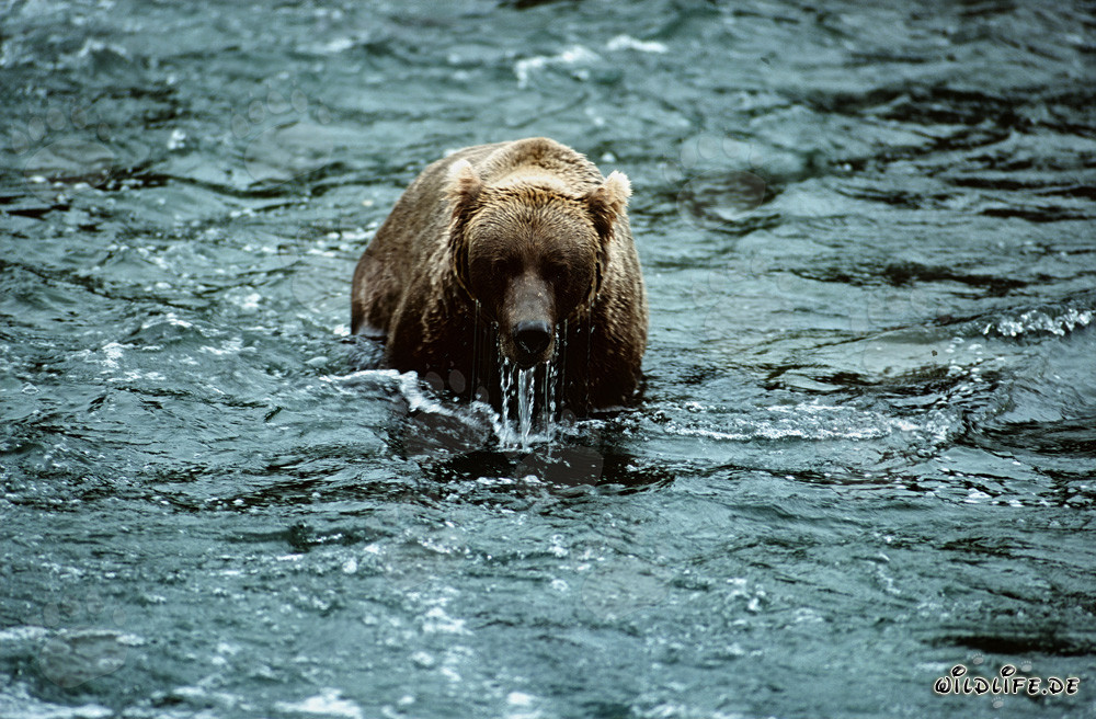 Braunbär beobachtet seine Umgebung nach einem erfolglosen Tauchversuch im Fluss