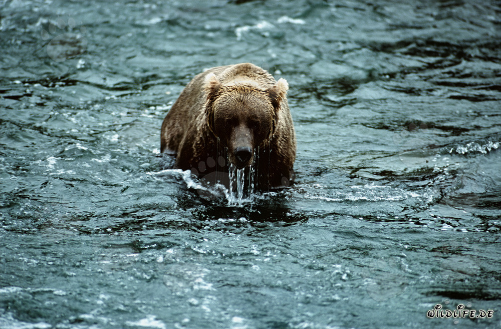 Brown bear observes his surroundings after an unsuccessful diving attempt in the river