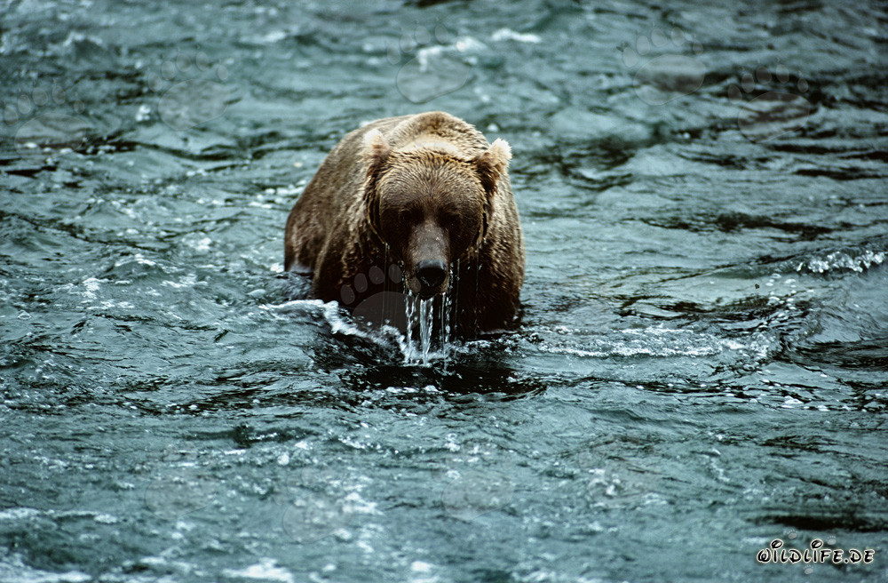 Orso bruno osserva l'ambiente dopo un tentativo fallito di immersione nel fiume