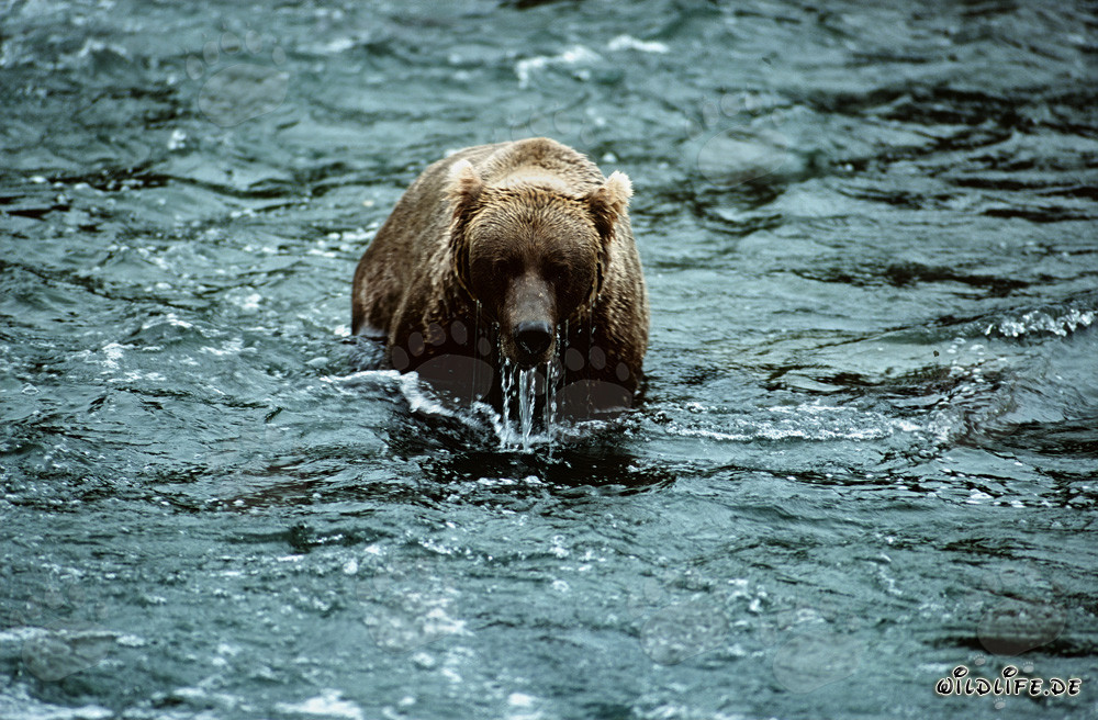 Oso pardo observando su entorno después de un intento fallido de buceo en el río