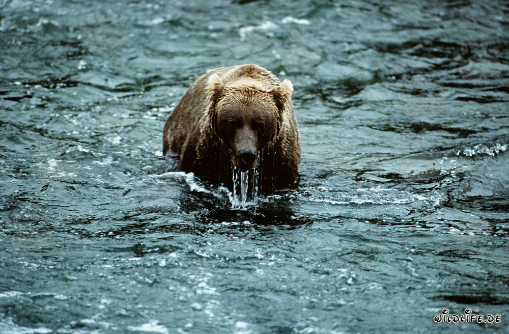 Ours brun observant son environnement après une tentative de plongée infructueuse dans la rivière