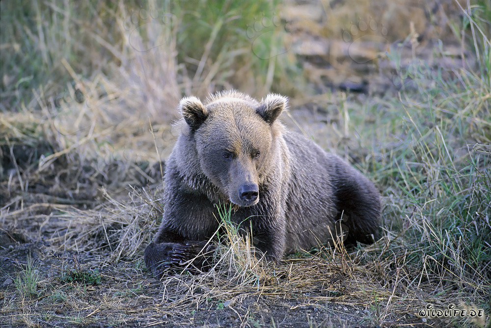 Ein griesgrämiger Braunbär am Brooks River in Alaska