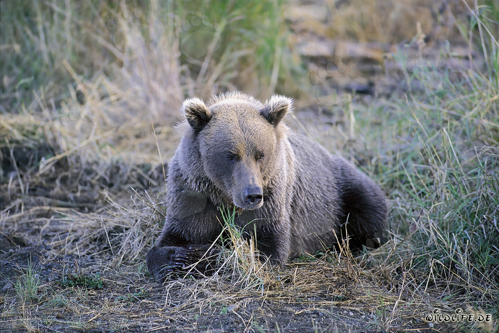 A grumpy brown bear at Brooks River in Alaska