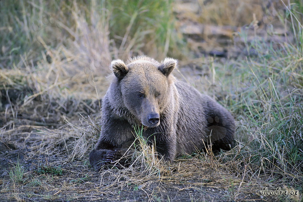 Un grizzli grognon au Brooks River en Alaska
