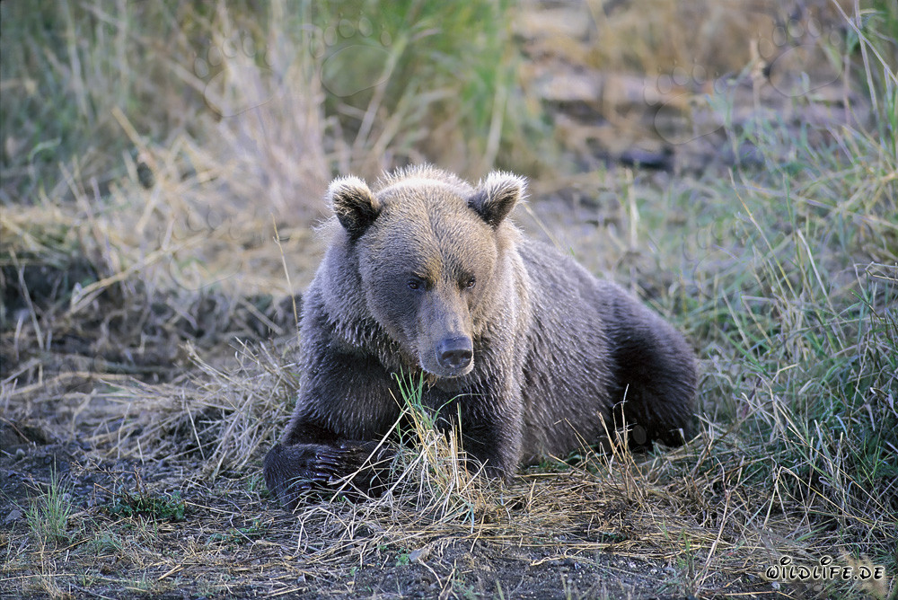 Un orso bruno brontolone al Brooks River in Alaska