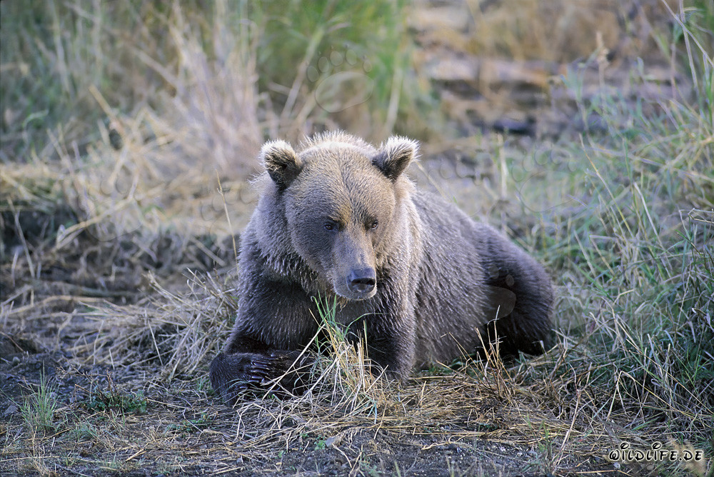 Un oso pardo malhumorado en el río Brooks en Alaska