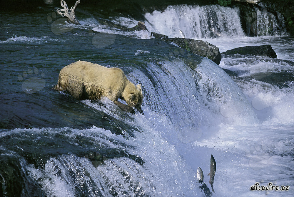 Brown bear at waterfall with a view of leaping salmon