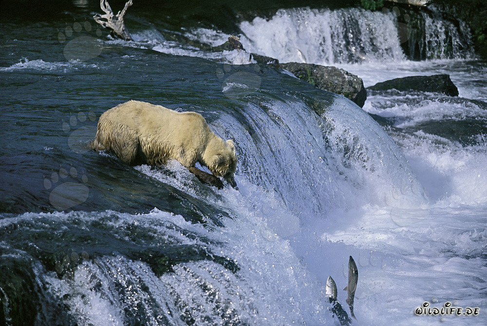Oso pardo en la cascada observando salmones saltando