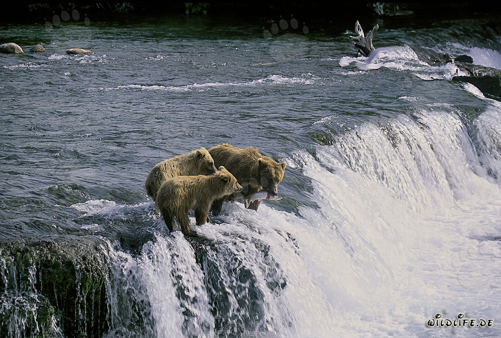 Braunbärenmutter mit Jungen am Brooks River Wasserfall