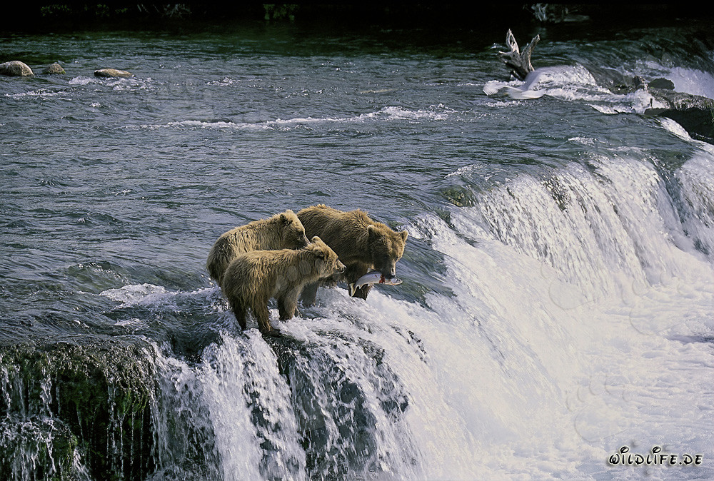 Brown bear mother with cubs at Brooks River waterfall