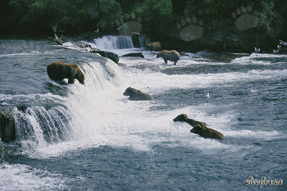 Brown Bears Eldorado at Brooks River Falls in Katmai, Alaska