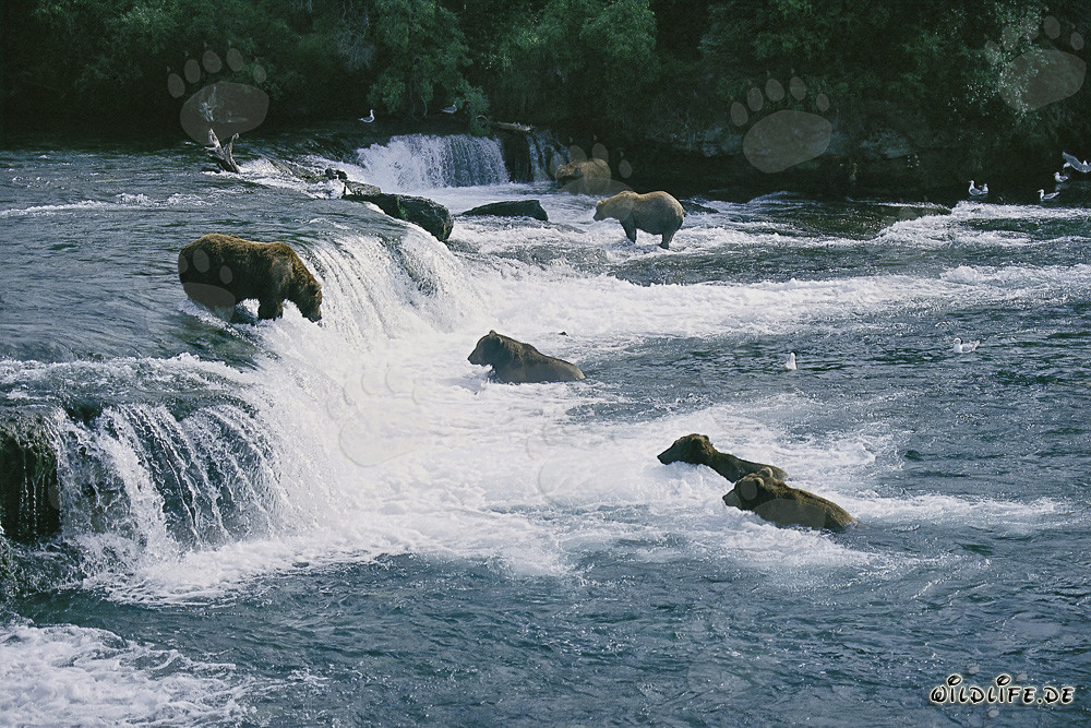 Eldorado degli orsi bruni alle cascate di Brooks River a Katmai, Alaska