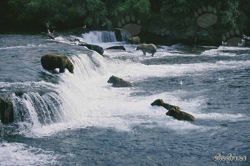 Braunbären jagen Lachse am Brooks River Falls