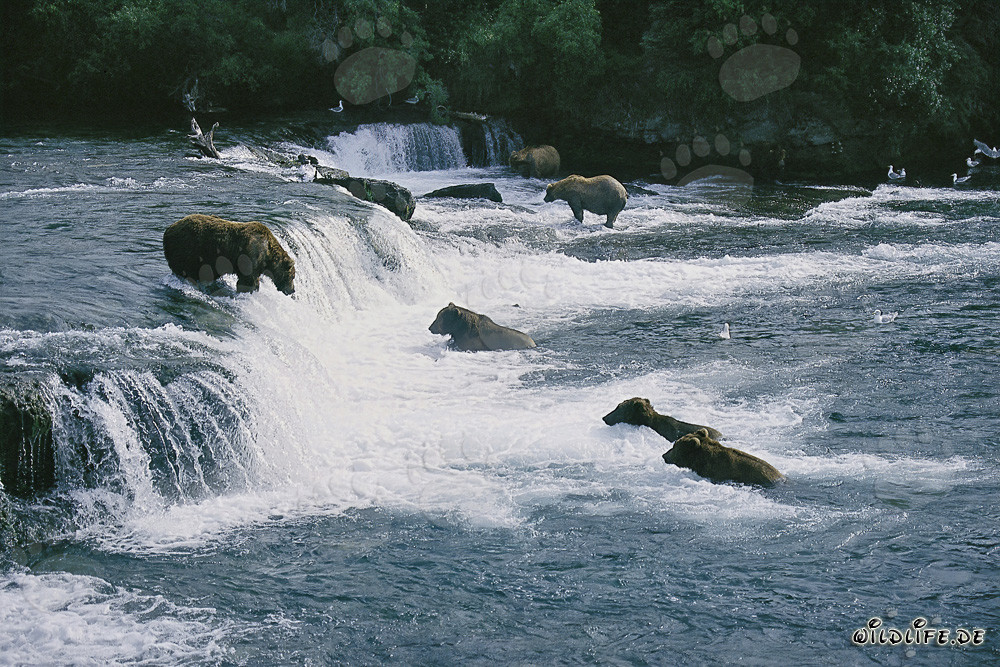 Brown bears hunting salmon at Brooks River falls