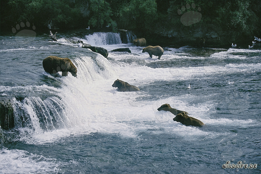 Orsi bruni cacciano salmoni alle cascate di Brooks River