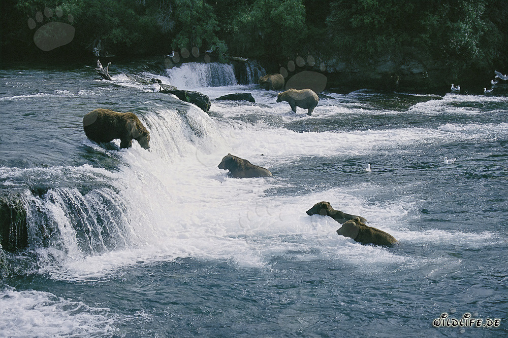 Osos pardos cazando salmones en las cataratas de Brooks River