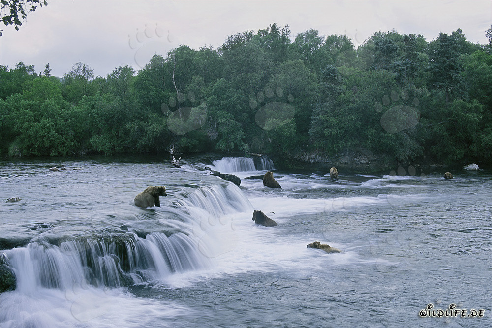 Braunbären beobachten die Lachswanderung am Brooks River Wasserfall