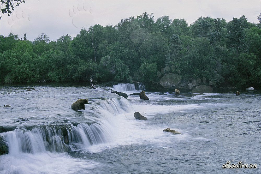 Observing brown bears during the salmon migration at Brooks River waterfall
