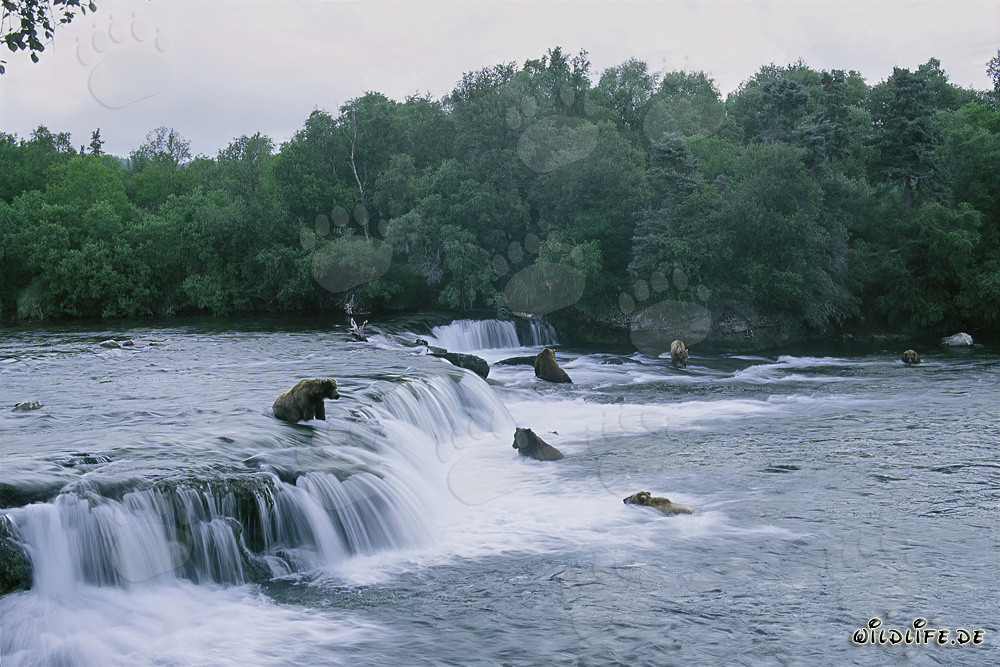 Observación de osos pardos durante la migración de salmones en la cascada de Brooks River